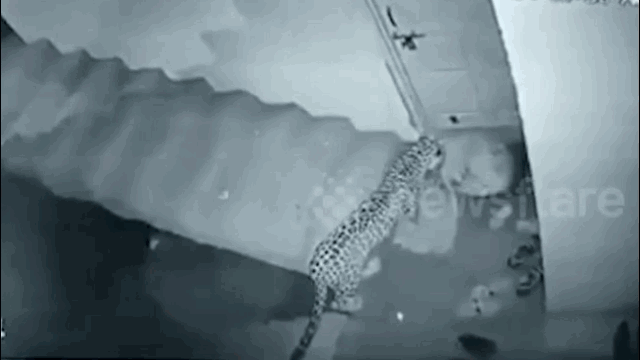 Khi thời cơ đến, báo hoa mai ngoạm lấy cổ chó nhà một cách nhanh chư chớp.