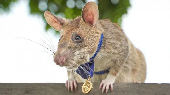 Chú chuột được tặng huy chương vàng vì sự quả cảm và nhiều cống hiến.