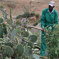 Xương rồng xâm lấn đất nông nghiệp tại Kenya