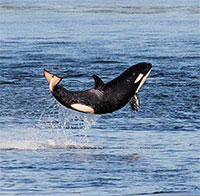 Hãy đón nhận nguồn năng lượng tích cực từ chú cá voi sát thủ "hạnh phúc nhất trên thế giới"