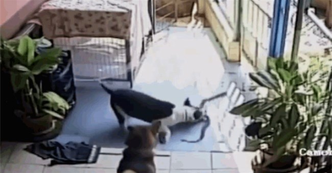 Pitbull hung hăng tử chiến rắn hổ mang và cái kết bất ngờ