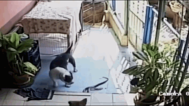 Pitbull hung hăng tử chiến rắn hổ mang và cái kết bất ngờ