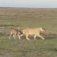 Chuyện khó tin nhưng có thật: Sư tử cái dẫn linh dương đầu bò con trở về đàn