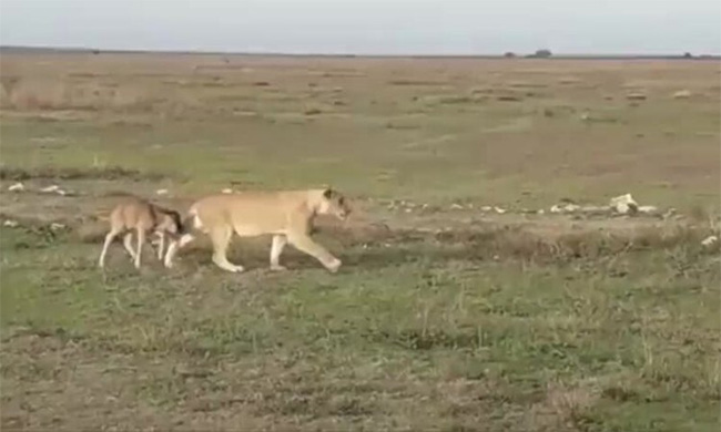 Sư tử "hộ tống" con vật nhỏ tới một địa điểm an toàn.