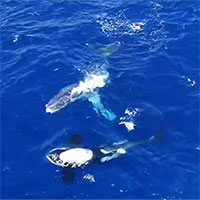 Cá voi sát thủ "giải cứu" cá voi lưng gù mắc lưới