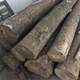 Lạ đời cây gỗ bán giá gần 9.000 tỷ nhưng cho giống không ai muốn trồng