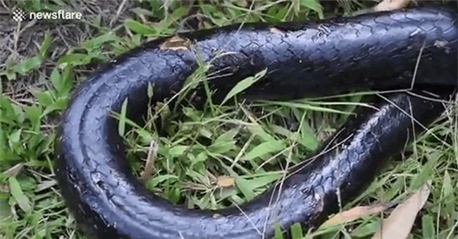 Rắn hổ mang chúa dài 4 mét bị 9 con chó nhà cắn nát người