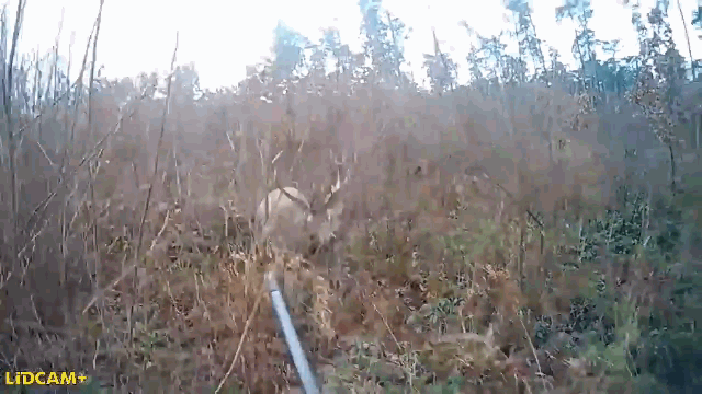  Con hươu đực bất ngờ xuất hiện và lao thẳng về phía người thợ săn.