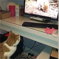 Phì cười khoảnh khắc mèo nhảy lên đòi vồ sóc trong màn hình máy tính