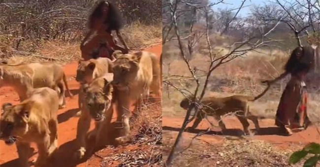 Người phụ nữ thản nhiên đi dạo cùng 6 con sư tử cái trong rừng rậm khiến ai nhìn cũng hoảng hốt