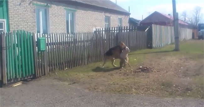 Chó Pitbull tử chiến nảy lửa với chó Becgie và cái kết khó tin