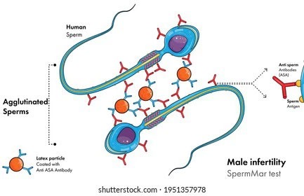 Hạt nano sưởi ấm tinh hoàn có thể giúp nam giới tránh thai trong 7 ngày