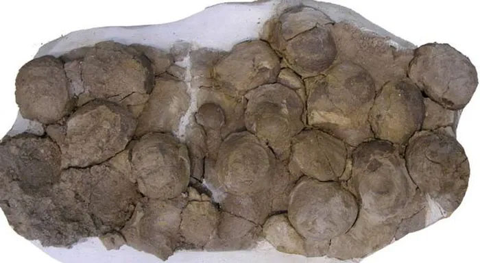 Tổ khủng long 193 triệu năm tuổi chứa trứng với phôi nguyên vẹn vừa được phát hiện ở Argentina