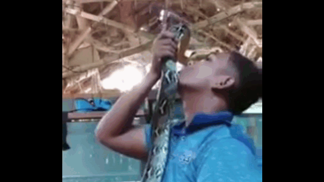 Nam thanh niên này còn thổi hơi vào đầu khiến con trăn càng trở nên kích động.