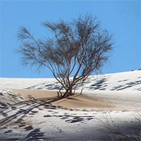 Tuyết hiếm gặp phủ trắng sa mạc Sahara