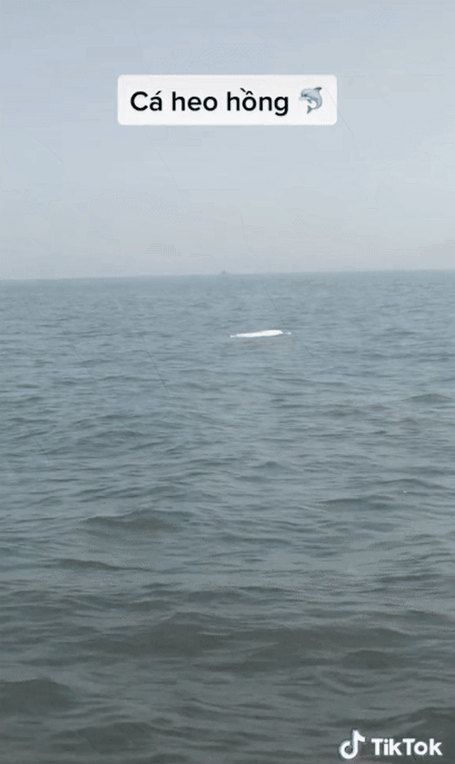 Cá heo hồng xuất hiện trên biển Việt Nam