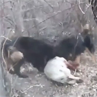 Tử chiến chó ngao Tây Tạng, chó sói nhận cái kết thảm khốc