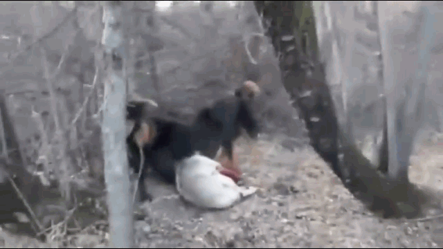 Con chó sói xui xẻo khi đụng độ tới hai con chó ngao Tây Tạng.