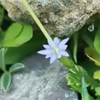 Phát hiện loài hoa "nhạy cảm" nhất thế giới