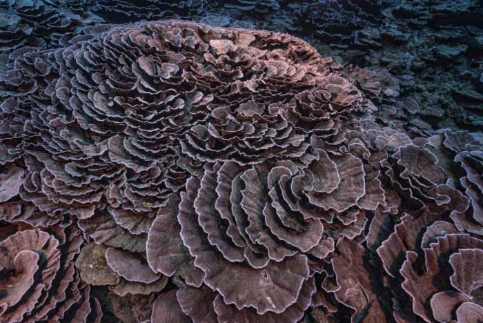 San hô có hình dạng hoa hồng ở ngoài khơi đảo Tahiti của xứ Polynesia thuộc Pháp