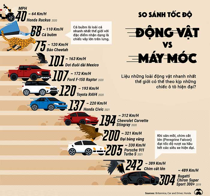 So sánh tốc độ của những động vật nhanh nhất với những chiếc xe nhanh nhất