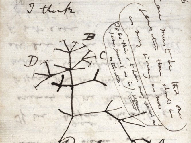  Trong ảnh là sơ đồ của Charles Darwin năm 1837.