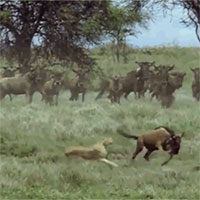 1 chọi 3, linh dương đầu bò vẫn khiến bầy báo săn thua bẽ mặt