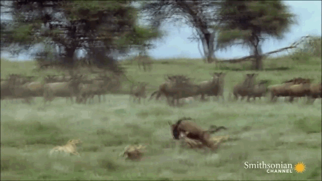 Báo săn tấn công thẳng vào giữa đàn linh dương nhỏ và cô lập một con chưa trưởng thành.
