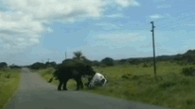 Chiếc ô tô con đang bị con voi đực vầy vò và lật ngửa trên đường.