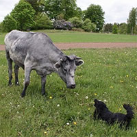 Câu chuyện về những con bò xanh khác lạ ở Latvia