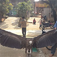 Loài chim lạ có sải cánh dài rơi xuống bản Na Mèo, cực hiếm thấy ở Việt Nam là chim gì?