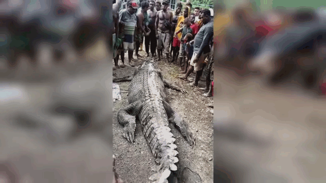 Con cá sấu này thường săn mồi gần sông Ayuka ở Mimika Regency.