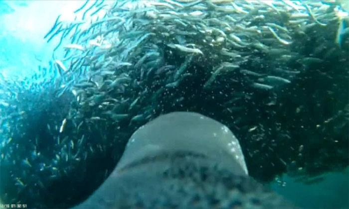 Gentoo penguins also prey on schools of sardines near the surface when the opportunity arises.