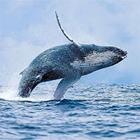 Tại sao cá voi không chết đuối khi nuốt đầy miệng nước?