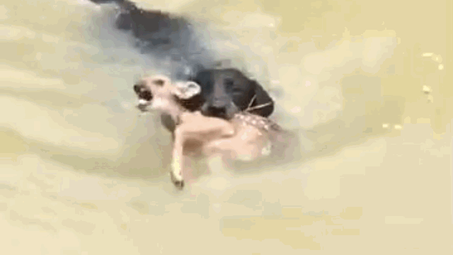 Fawn struggling in the water, the dog bravely jumps in to rescue.
