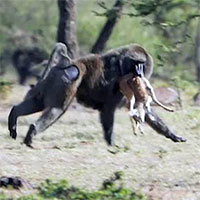 Khỉ đầu chó cướp linh dương từ vuốt báo săn con