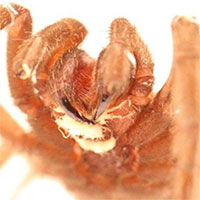 Loài giun ký trong miệng sinh ép nhện tarantula chết đói
