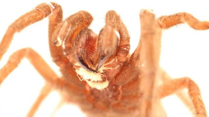 Loài giun ký trong miệng sinh ép nhện tarantula chết đói
