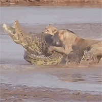 Bầy sư tử đói tử chiến cá sấu giành xác voi và cái kết gay cấn