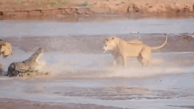 Cả ba con sư tử lao tới tấn công nhằm cầm chân cá sấu để nó không tiếp cận xác voi. 
