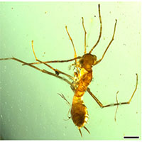 Phát hiện hổ phách 100 triệu năm chứa "côn trùng giả kiến"