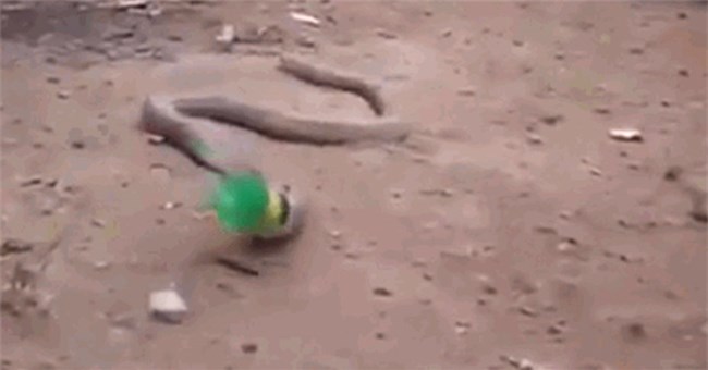 Nhầm chai nhựa là thức ăn, rắn hổ mang ngu ngốc suýt tự giết mình