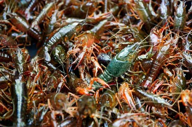 Các nhà khoa học cho hay: Ăn thịt tôm hùm đất là cách tận diệt tốt nhất loài vật trinh sản đáng sợ này