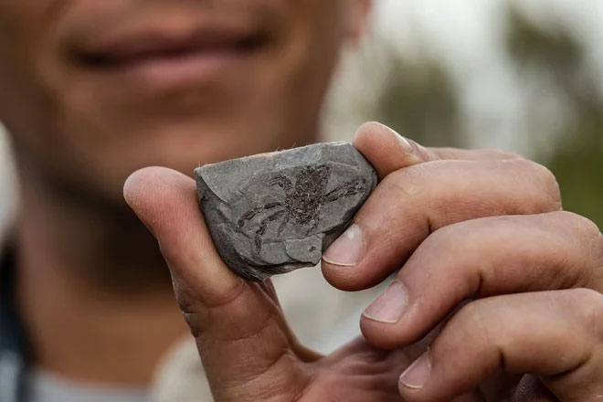  Hóa thạch Callichimaera được tìm thấy vào năm 2005 ở Colombia. 