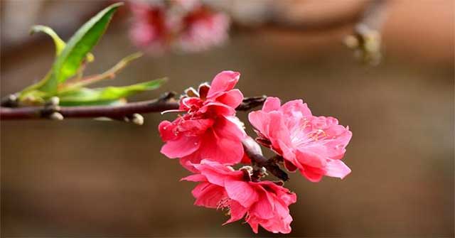 Hoa đào bích có ý nghĩa gì trong văn hóa Việt Nam?