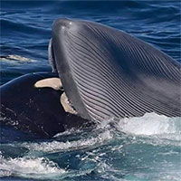 Lần đầu tiên ghi nhận cá voi sát thủ giết cá voi xanh trưởng thành