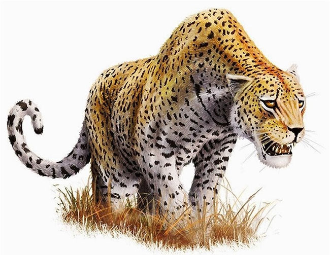 Không phải hổ, cũng chẳng phải sư tử, đây mới là loài đầu tiên cạnh tranh với hổ răng kiếm!