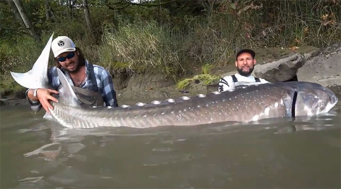This fish measures 3.4 meters in length and weighs up to 259 kg.