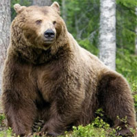 Gấu nâu tàn sát 38 con tuần lộc sau kỳ ngủ đông