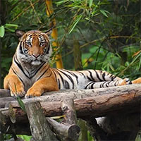 Top 6 loài hổ quý hiếm nhất hành tinh